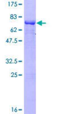 SDS-Page: Recombinant Human MEIS1 Protein [H00004211-P01] - 12.5% SDS-PAGE Stained with Coomassie Blue.