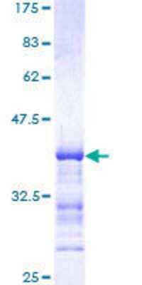 SDS-Page: Recombinant Human MEKK4 Protein [H00004216-Q01] - 12.5% SDS-PAGE Stained with Coomassie Blue.