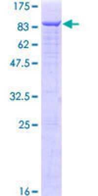 SDS-Page: Recombinant Human Menin Protein [H00004221-P02] - 12.5% SDS-PAGE Stained with Coomassie Blue.