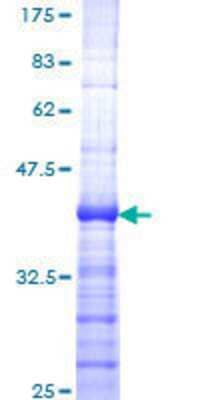 SDS-Page: Recombinant Human Menin Protein [H00004221-Q01] - 12.5% SDS-PAGE Stained with Coomassie Blue.