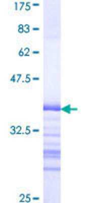 SDS-Page: Recombinant Human MLK3 Protein [H00004296-Q01] - 12.5% SDS-PAGE Stained with Coomassie Blue.