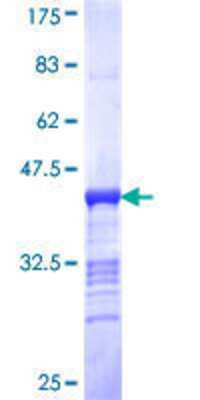 SDS-Page: Recombinant Human MLK3 Protein [H00004296-Q02] - 12.5% SDS-PAGE Stained with Coomassie Blue.