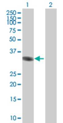 Lane 1: MLLT6 transfected lysate (35.86 KDa) Lane 2: Non-transfected lysate.