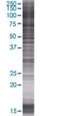 MPL transfected lysate.