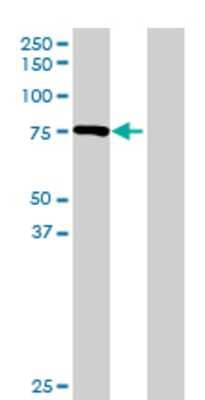 Lane 1: MPL transfected lysate (69.96 KDa) Lane 2: Non-transfected lysate.