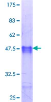 SDS-Page: Recombinant Human MYF6 Protein [H00004618-Q01] - 12.5% SDS-PAGE Stained with Coomassie Blue.