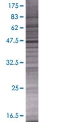 MYO1D transfected lysate.