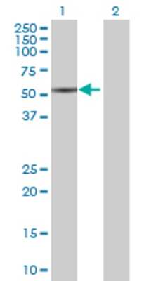 Lane 1: MYO1D transfected lysate (48.07 KDa) Lane 2: Non-transfected lysate.