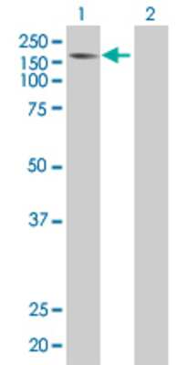 Lane 1: MYT1 transfected lysate (122.3 KDa) Lane 2: Non-transfected lysate.