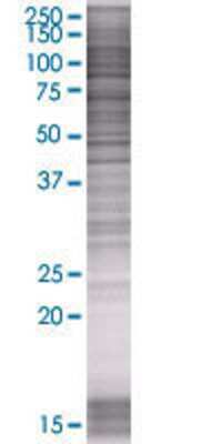 NCBP1 transfected lysate.