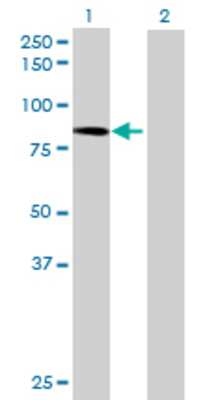 Lane 1: NCBP1 transfected lysate (87.01 KDa) Lane 2: Non-transfected lysate.