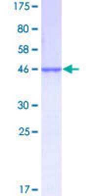 SDS-Page: Recombinant Human NDUFAB1 Protein [H00004706-P01] - 12.5% SDS-PAGE Stained with Coomassie Blue.