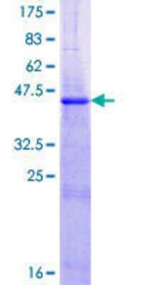 Other Recombinant Human NDUFB5 GST (N-Term) Protein