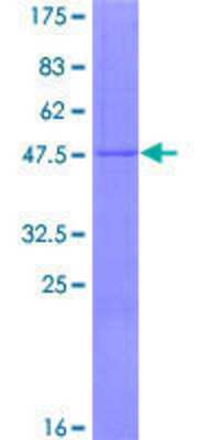 SDS-Page: Recombinant Human NDUFB10 Protein [H00004716-P01] - 12.5% SDS-PAGE Stained with Coomassie Blue.