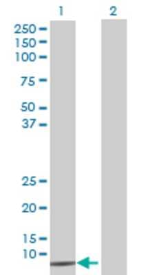 Lane 1: NDUFS6 transfected lysate (13.75 KDa) Lane 2: Non-transfected lysate.