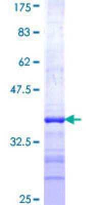 SDS-Page: Recombinant Human NEU2 Protein [H00004759-Q01] - 12.5% SDS-PAGE Stained with Coomassie Blue.