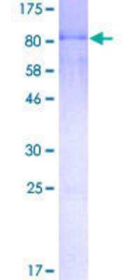 SDS-Page: Recombinant Human NFIA Protein [H00004774-P01] - 12.5% SDS-PAGE Stained with Coomassie Blue.