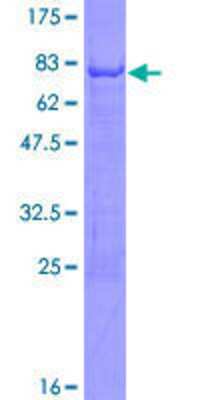 Recombinant Human Nova1 Protein [H00004857-P02] - 12.5% SDS-PAGE Stained with Coomassie Blue.