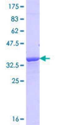 SDS-Page: Recombinant Human NRAP Protein [H00004892-Q01] - 12.5% SDS-PAGE Stained with Coomassie Blue.