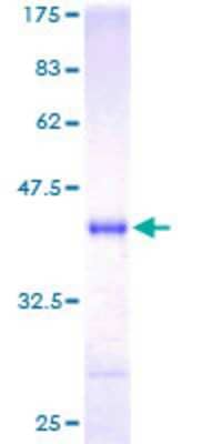 SDS-Page: Recombinant Human Neurogranin Protein [H00004900-P01] - 12.5% SDS-PAGE Stained with Coomassie Blue.