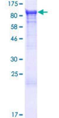 Other Recombinant Human NSF GST (N-Term) Protein