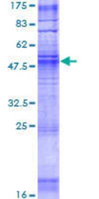 SDS-Page: Recombinant Human OR1F1 Protein [H00004992-P01] - 12.5% SDS-PAGE Stained with Coomassie Blue.