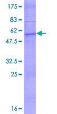 SDS-Page: Recombinant Human OR2C1 Protein [H00004993-P01] - 12.5% SDS-PAGE Stained with Coomassie Blue.