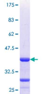 SDS-Page: Recombinant Human OVOL1 Protein [H00005017-Q01] - 12.5% SDS-PAGE Stained with Coomassie Blue.