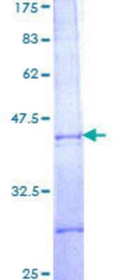 SDS-Page: Recombinant Human PBX2 Protein [H00005089-Q01] - 12.5% SDS-PAGE Stained with Coomassie Blue.