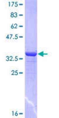 Recombinant Human PCDH7 Protein [H00005099-Q01] - 12.5% SDS-PAGE Stained with Coomassie Blue.