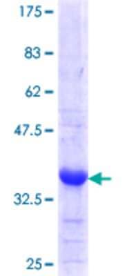 SDS-Page: Recombinant Human PC6 Protein [H00005125-Q01] - 12.5% SDS-PAGE Stained with Coomassie Blue.