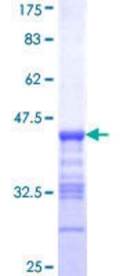 SDS-PAGE Recombinant Human PDE3B GST (N-Term) Protein