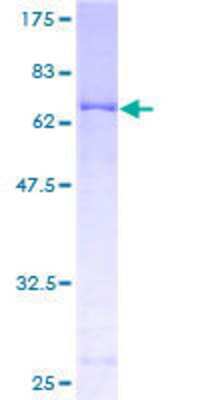 Other Recombinant Human PDK2 GST (N-Term) Protein
