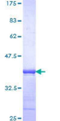 SDS-Page: Recombinant Human PHF1 Protein [H00005252-Q01] - 12.5% SDS-PAGE Stained with Coomassie Blue.