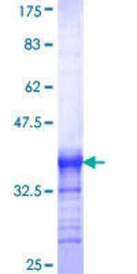 SDS-Page: Recombinant Human PHF2 Protein [H00005253-Q01] - 12.5% SDS-PAGE Stained with Coomassie Blue.