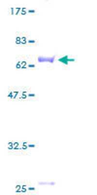 SDS-Page: Recombinant Human SerpinB9 Protein [H00005272-P01] - 12.5% SDS-PAGE Stained with Coomassie Blue.