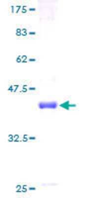 SDS-Page: Recombinant Human PMS1 Protein [H00005378-P01] - 12.5% SDS-PAGE Stained with Coomassie Blue.