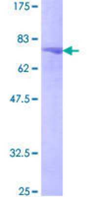 SDS-PAGE Recombinant Human DNA polymerase delta p50 GST (N-Term) Protein