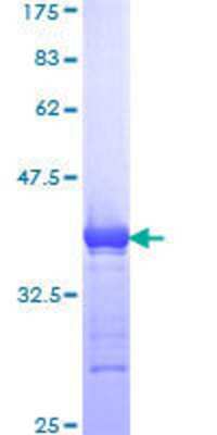 Other Recombinant Human DNA Polymerase epsilon p59 GST (N-Term) Protein
