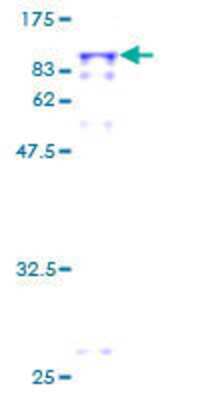 SDS-Page: Recombinant Human PPEF1 Protein [H00005475-P01] - 12.5% SDS-PAGE Stained with Coomassie Blue.