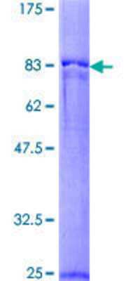 SDS-Page: Recombinant Human PPOX Protein [H00005498-P01] - 12.5% SDS-PAGE Stained with Coomassie Blue.