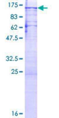 SDS-Page: Recombinant Human PNUTS/PPP1R10 Protein [H00005514-P01] - 12.5% SDS-PAGE Stained with Coomassie Blue.