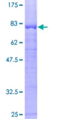 SDS-Page: Recombinant Human PPP2R2B Protein [H00005521-P01] - 12.5% SDS-PAGE Stained with Coomassie Blue.