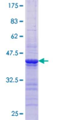 SDS-Page: Recombinant Human PPP2R2B Protein [H00005521-Q02] - 12.5% SDS-PAGE Stained with Coomassie Blue.