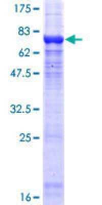 Other Recombinant Human PPP2R2C GST (N-Term) Protein