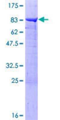 SDS-Page: Recombinant Human PPP2R5A Protein [H00005525-P02] - 12.5% SDS-PAGE Stained with Coomassie Blue.