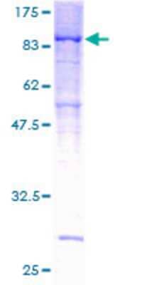 SDS-Page: Recombinant Human PPP2R5D Protein [H00005528-P01] - 12.5% SDS-PAGE Stained with Coomassie Blue.