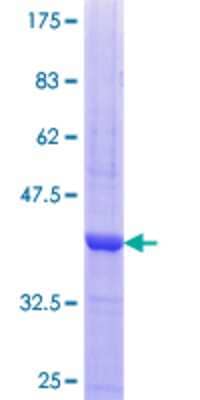 SDS-Page: Recombinant Human PKA C-gamma Protein [H00005568-Q01] - 12.5% SDS-PAGE Stained with Coomassie Blue.