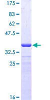 SDS-PAGE Recombinant Human PRODH GST (N-Term) Protein