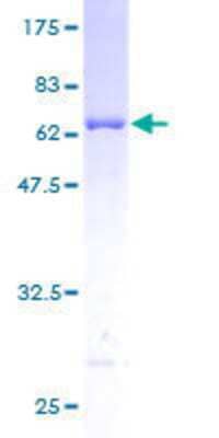 SDS-Page: Recombinant Human PAP39 Protein [H00005635-P01] - 12.5% SDS-PAGE Stained with Coomassie Blue.
